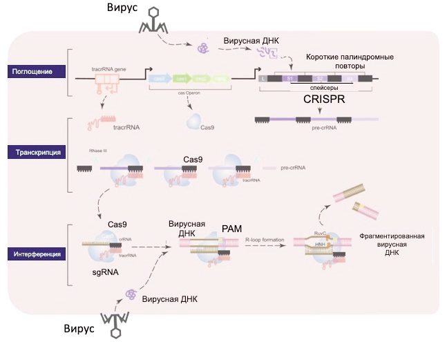 Механизм действия системы CRISPR/Cas9 типа II [10].