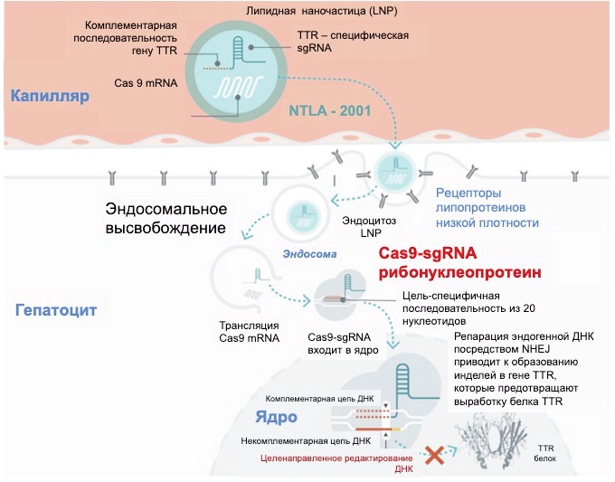 Механизм действия NTLA-2004 при ATTR-амилоидозе [29]<